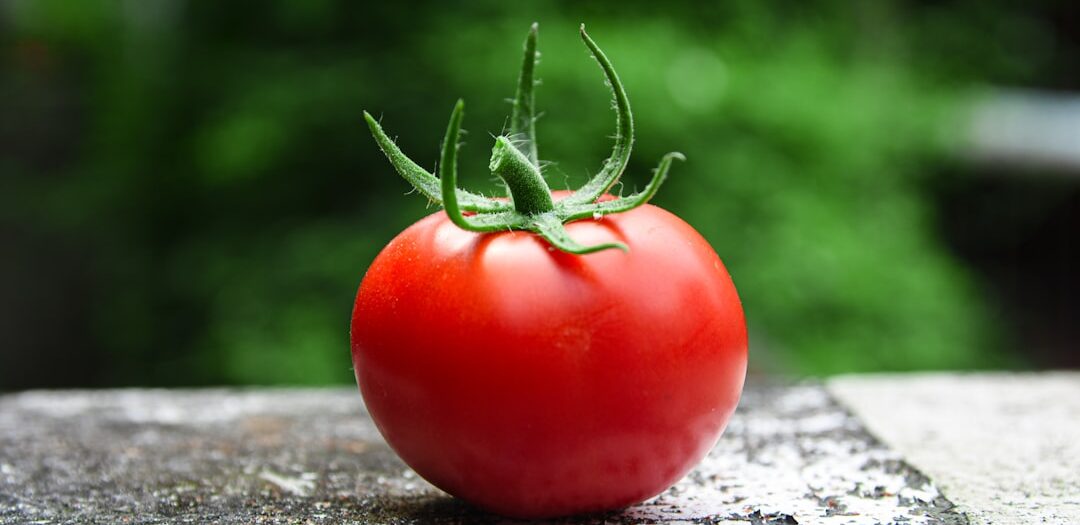 Pan con Tomate