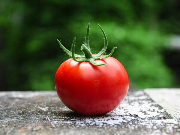 Pan con Tomate